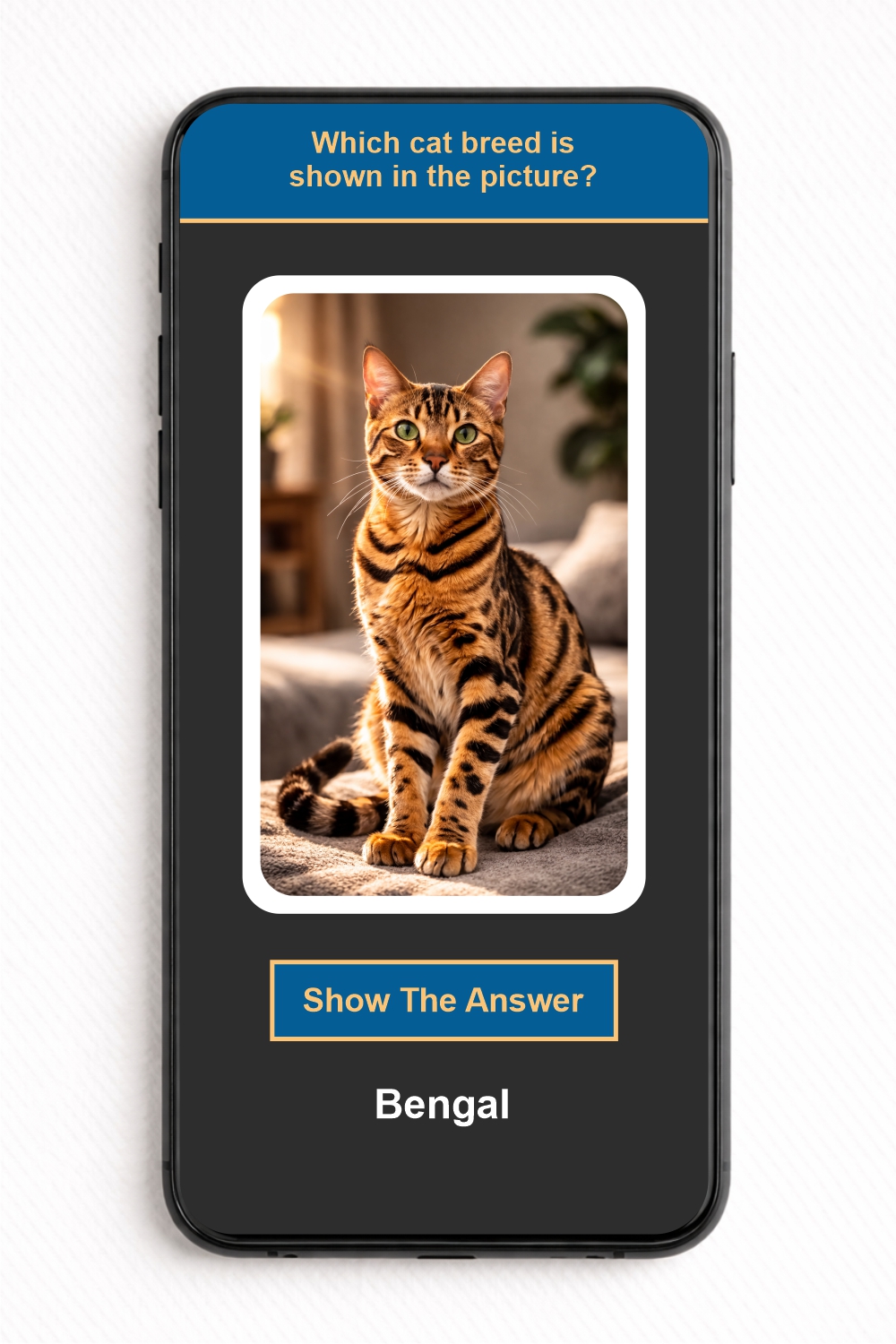 Which cat breed is shown in the picture? - NFC Card - Image 2