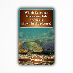 Which European freshwater fish species is shown in the picture? - NFC Card