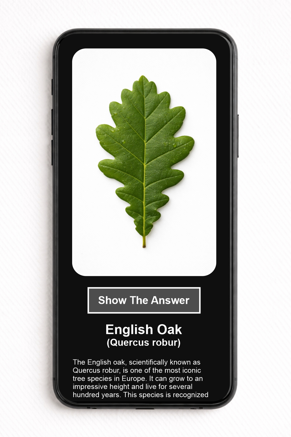Which European tree species leaf is shown in the picture? - NFC Card - Image 2