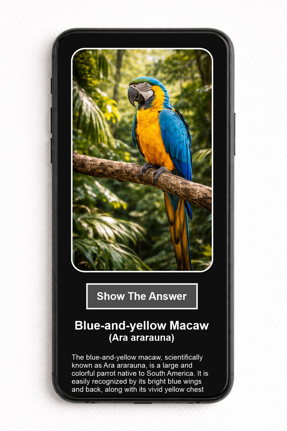 Which bird species is shown in the picture? - NFC Card - Image 2