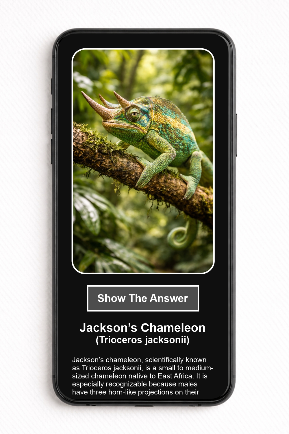 Which reptile species is shown in the picture? - NFC Card - Image 2