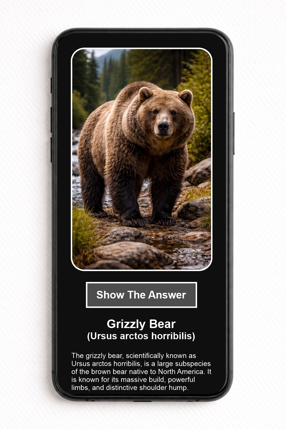 Which mammal species is shown in the picture? - NFC Card - Image 2
