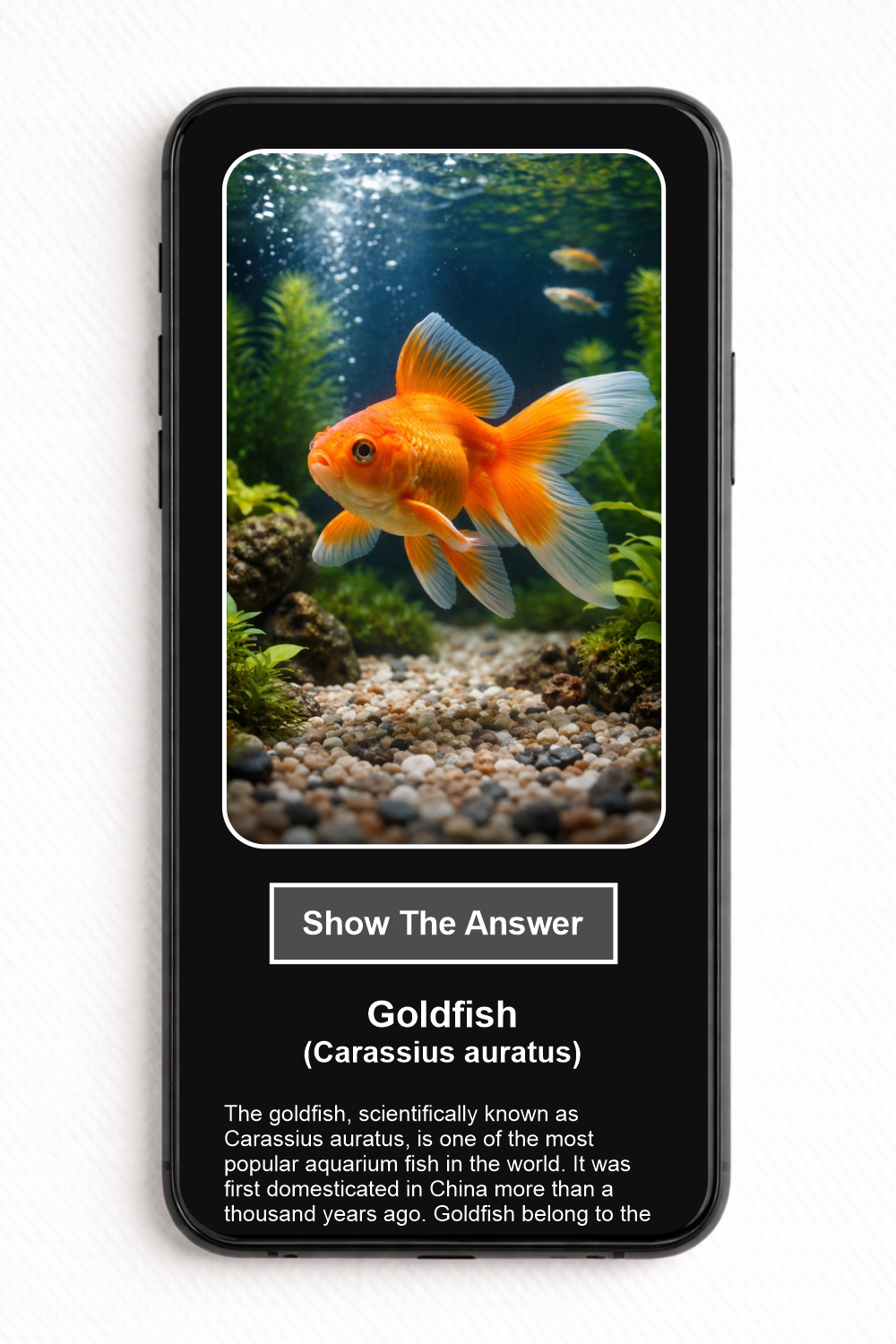 Which aquarium fish is shown in the picture? - NFC Card - Image 2